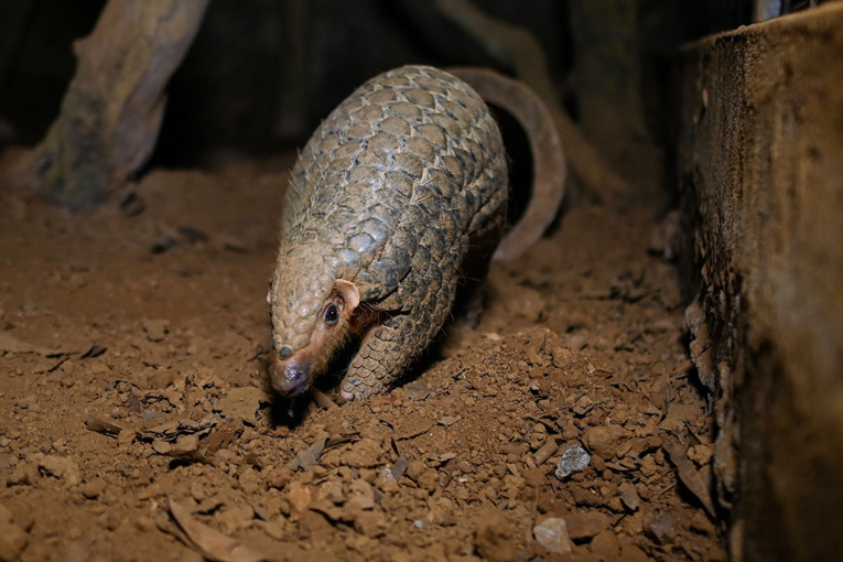 Le Vietnam durcit la lutte contre le trafic de pangolins Le Vietnam durcit la lutte contre le trafic de pangolins