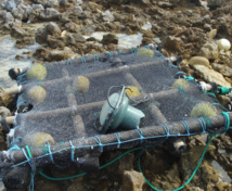 Enquêtes sur les dérives des DCP (dispositif de concentration de poissons) Enquêtes sur les dérives des DCP (dispositif de concentration de poissons)