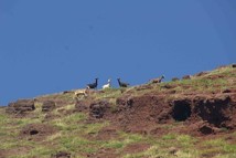 Chasse à la chèvre : il meurt une balle dans le front