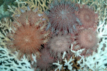 Le Khaled bin Sultan Living Oceans Foundation termine  son second projet de recherche en Polynésie française