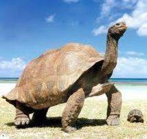 Une vaste dératisation pour la renaissance des tortues géantes des Galapagos