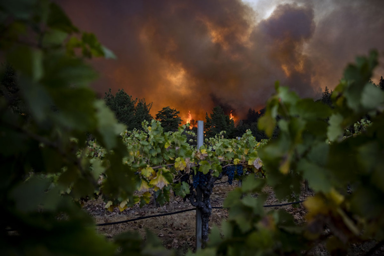 Californie: les célèbres vignobles de la Napa Valley en proie aux flammes Californie: les célèbres vignobles de la Napa Valley en proie aux flammes