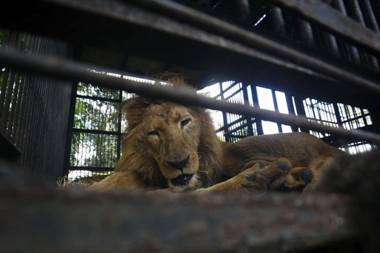Les fauves vont bientôt quitter la piste aux étoiles