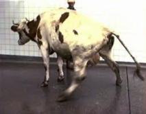 Vache folle: Chine et Afrique du Sud suspendent leurs importations de viande bovine du Brésil