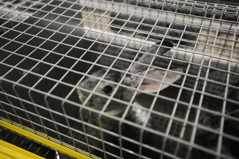 L214 diffuse des "images terribles" d'un élevage de lapins avant un débat à l'Assemblée L214 diffuse des "images terribles" d'un élevage de lapins avant un débat à l'Assemblée