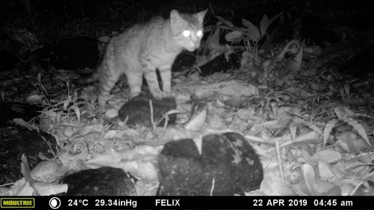 Les chats sauvages menacent la faune polynésienne Les chats sauvages menacent la faune polynésienne