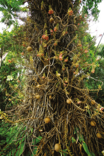 Une vue générale de l’invraisemblable et inextricable tronc d’un “canonball tree” (Couroupita guianensis), arbre originaire d’Amérique du sud, toujours très spectaculaire dans les parcs et jardins. En français, on l’appelle tout simplement “boulets de canon”.