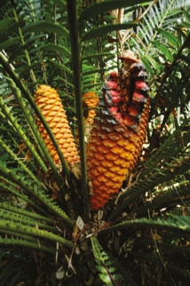 Ce superbe cycas géant est, en fait, une plante originaire d’Afrique du sud, Encephalartos alstensteini (Zamiacées), un “cousin” donc, des cycas du Pacifique. Ce superbe cycas géant est, en fait, une plante originaire d’Afrique du sud, Encephalartos alstensteini (Zamiacées), un “cousin” donc, des cycas du Pacifique.