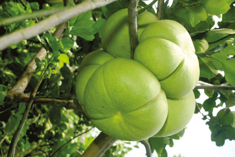 Citrus maxima (le pamplemoussier de Sarawak) est un très bel arbre produisant, dans le cas présent, une variété rose de pamplemousses. Les fruits sont si gorgés de jus et de chair qu’ils semblent prêts à exploser. Citrus maxima (le pamplemoussier de Sarawak) est un très bel arbre produisant, dans le cas présent, une variété rose de pamplemousses. Les fruits sont si gorgés de jus et de chair qu’ils semblent prêts à exploser.