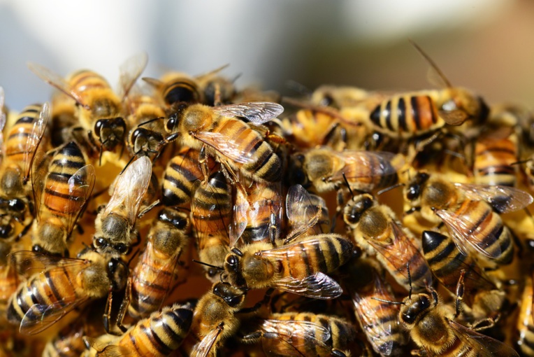 A l'Assemblée nationale, le retour controversé d'insecticides tueurs d'abeilles