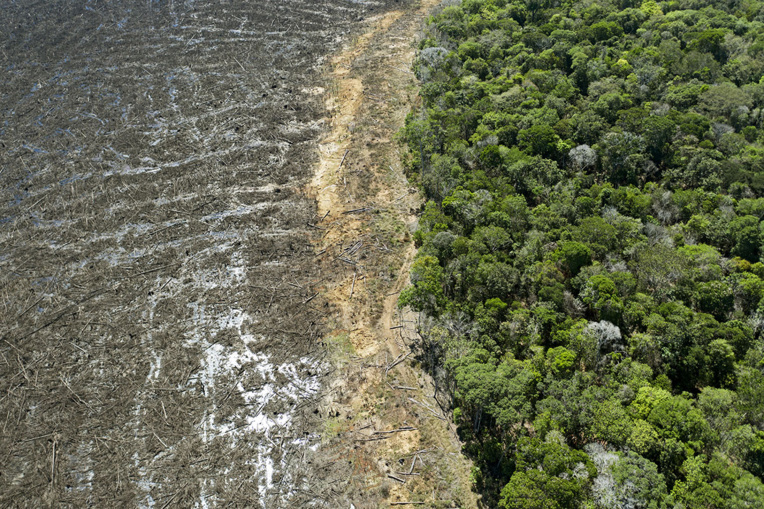 Près de 40% de la forêt amazonienne risque de devenir savane, selon une étude