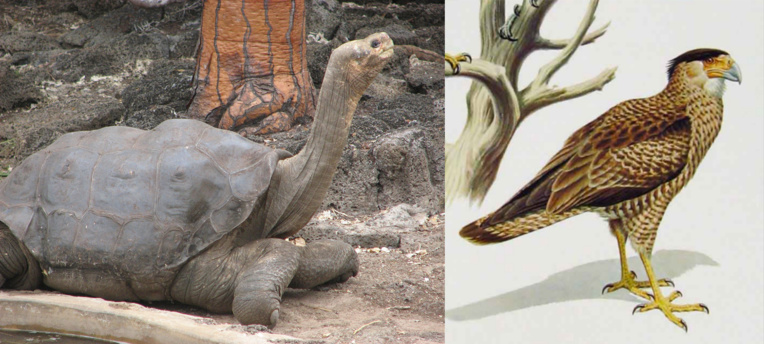 Photo de gauche : Lonesome George, dernière tortue de cette espèce aux Galapagos, Rollo ayant sacrifié les trois autres spécimens encore vivants. Aux dernières nouvelles, des tortues sauvages de cette espèce justement auraient été trouvées récemment sur l’île Pinta... Photo de droite : Le caracaras de Guadalupe ; Rollo Beck admit, quelques années après en avoir capturé un, qu’il savait que c’était le dernier spécimen vivant de cette espèce. Photo de gauche : Lonesome George, dernière tortue de cette espèce aux Galapagos, Rollo ayant sacrifié les trois autres spécimens encore vivants. Aux dernières nouvelles, des tortues sauvages de cette espèce justement auraient été trouvées récemment sur l’île Pinta... Photo de droite : Le caracaras de Guadalupe ; Rollo Beck admit, quelques années après en avoir capturé un, qu’il savait que c’était le dernier spécimen vivant de cette espèce.