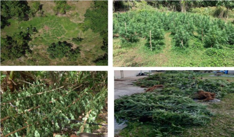 2 898 plants de cannabis saisis à Huahine 2 898 plants de cannabis saisis à Huahine