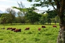 Elevage: Une charte de promotion pour la commercialisation de la viande