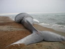 Une baleine de 9 mètres de long s'échoue sur une plage de New York