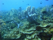 Le boum économique de la Chine a détruit une grande partie de ses coraux