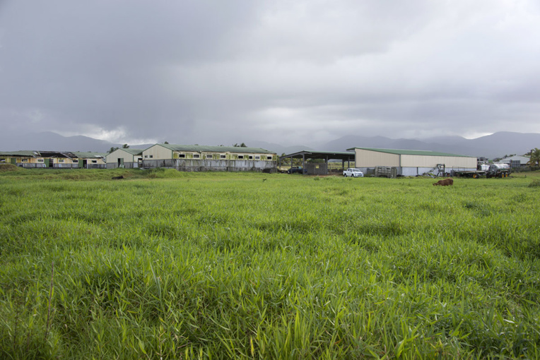En Guadeloupe, la question foncière au coeur de nombreux conflits En Guadeloupe, la question foncière au coeur de nombreux conflits