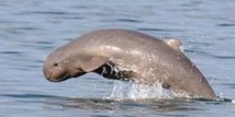 La bataille "sans fin" pour sauver les dauphins du Mékong