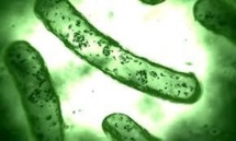 Découverte d'un mécanisme de survie des bactéries aux antibiotiques