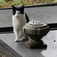 Un chat inconsolable se rend chaque jour sur la tombe de son maître