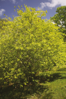 Un pied de santal à Nuku Hiva ; de Roquefeuil en recueillit 420 quintaux lors de son séjour aux Marquises, mais il n’en tira pas un prix satisfaisant une fois en Chine. Un pied de santal à Nuku Hiva ; de Roquefeuil en recueillit 420 quintaux lors de son séjour aux Marquises, mais il n’en tira pas un prix satisfaisant une fois en Chine.