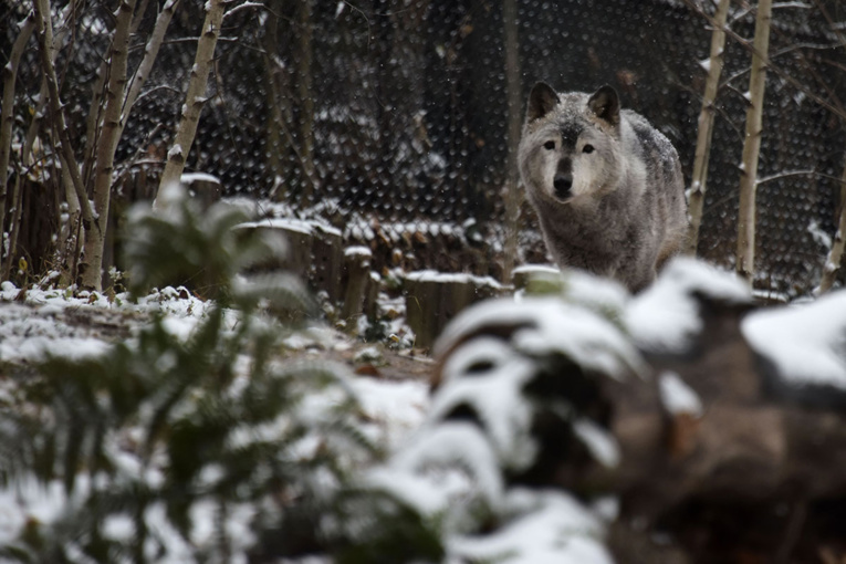 Le loup n'est plus une espèce protégée aux Etats-Unis