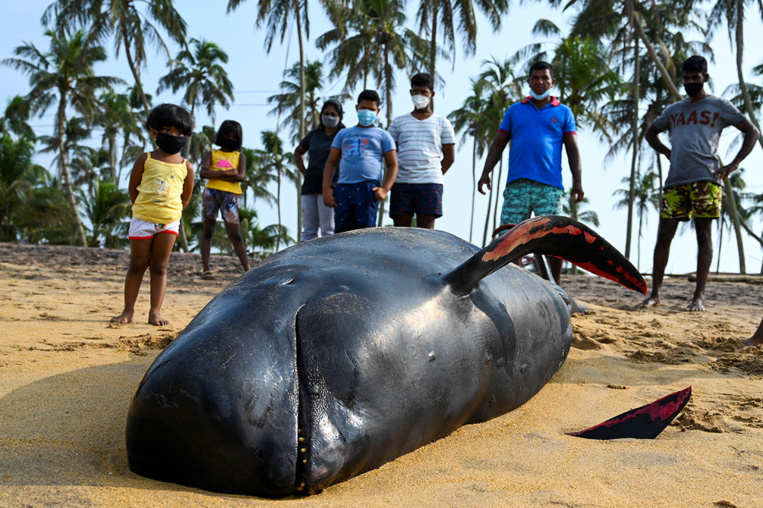Quelque 120 "dauphins-pilotes" sauvés au Sri Lanka où ils avaient échoué