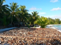 Les stocks de coprah s'accumulent chez les producteurs qui attendent un retour à la normal