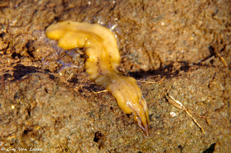 Un nouveau ver plat envahit les Antilles françaises Un nouveau ver plat envahit les Antilles françaises