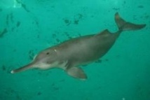Brésil: le dauphin de la Plata de plus en plus menacé
