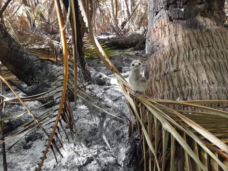 Un incendie a ravagé dimanche une partie du motu Taeo’o, refuge de centaines d'animaux. Des arbres, des kaveu et des nids d’oiseaux ont été brulés.