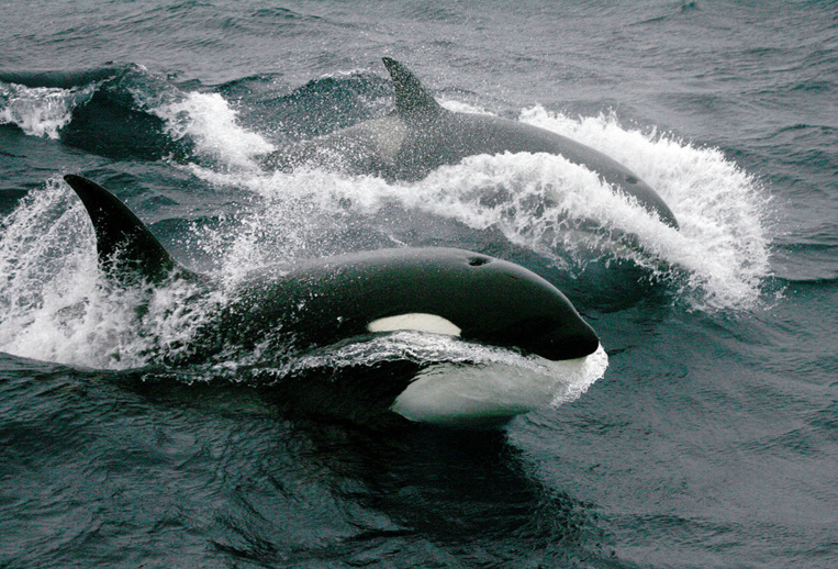 Les orques incriminés dans la disparition du grand requin blanc au large du Cap