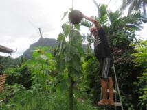 L'électroculture fait des miracles à Moorea L'électroculture fait des miracles à Moorea