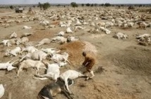 Des troupeaux décimés par la secheresse au Kenya