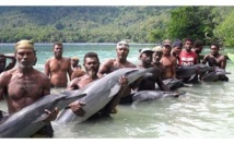 Le massacre des dauphins continue aux îles Salomon