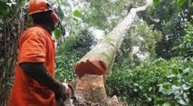 Greenpeace proteste à Paris contre une vaste opération de déforestation au Cameroun