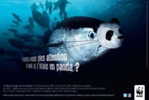 Le WWF appelle les parlementaires européens à soutenir la réforme de la pêche