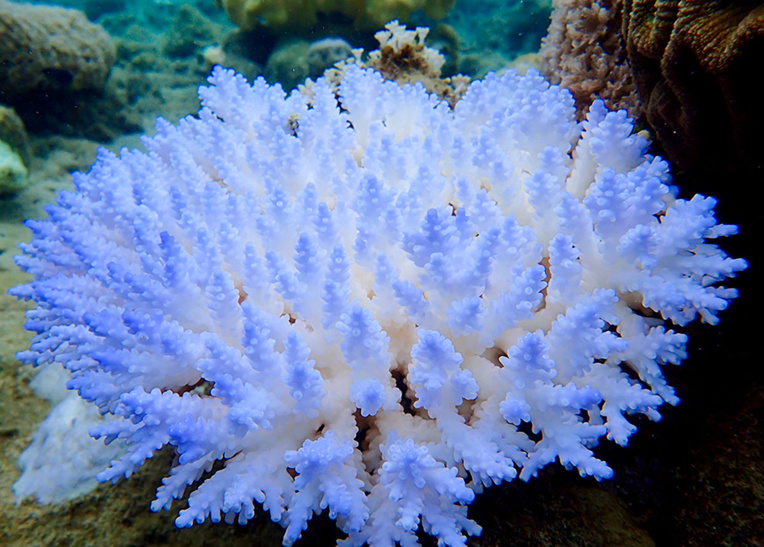 Chefs d'oeuvres de la nature en péril: la faute au changement climatique Chefs d'oeuvres de la nature en péril: la faute au changement climatique