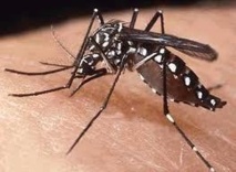 Un premier cas de dengue de type 1 à Moorea
