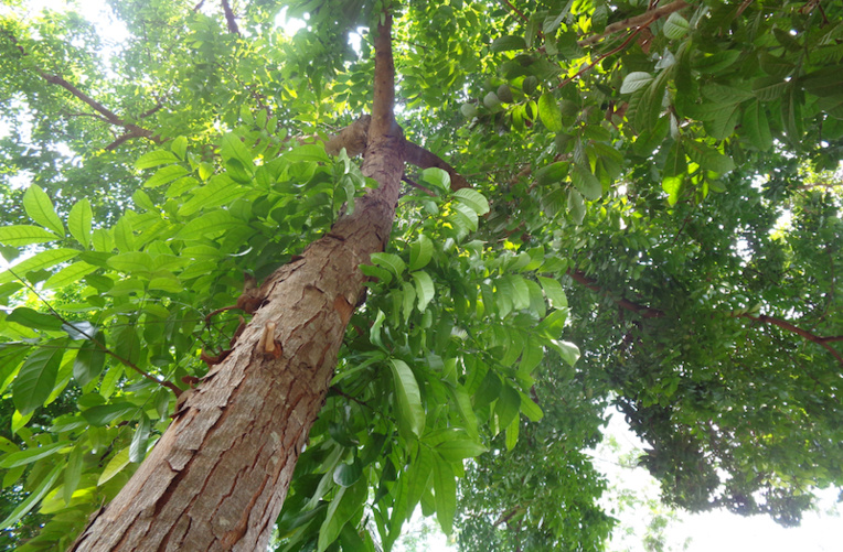 Après 40 ans d’attente, le Pays doit planter Après 40 ans d’attente, le Pays doit planter