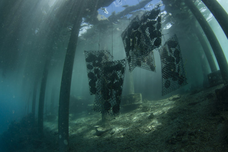 Quand les huîtres perlières absorbent les microplastiques Quand les huîtres perlières absorbent les microplastiques