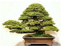 Exposition-vente de Bonsaïs au CESC du 11 au 15 février Exposition-vente de Bonsaïs au CESC du 11 au 15 février