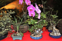 Exposition-vente de Bonsaïs au CESC du 11 au 15 février