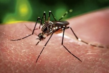 Dengue : deux nouveaux cas confirmés à Moorea, vers un début d’épidémie ?