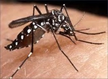 Progression de l'épidémie de dengue en Nouvelle-Calédonie