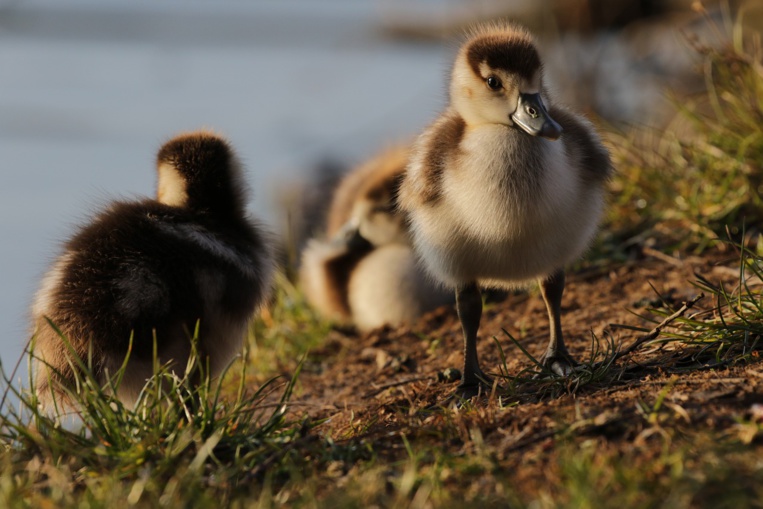 Landes : un deuxième élevage de canards touché par la grippe aviaire