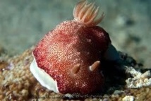 L'étrange vie sexuelle de la limace de mer au pénis jetable
