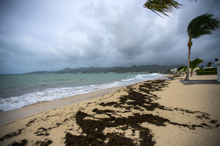 Une femme tuée par un requin sur l'île de Saint-Martin Une femme tuée par un requin sur l'île de Saint-Martin