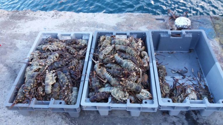 90 kilos de langoustes saisis au port de Papeete