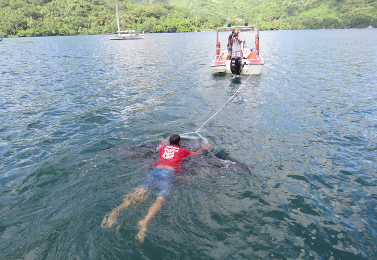 Une raie manta secourue par les pompiers à Opunohu Une raie manta secourue par les pompiers à Opunohu